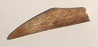 Primera imagen del registro Barba de arpón