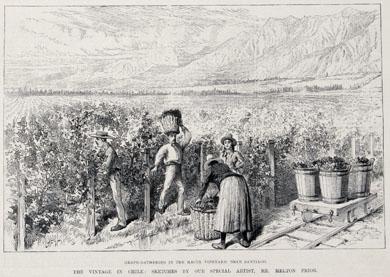 Primera imagen del registro Grape gathering in the Macul vineyard,near santiago.