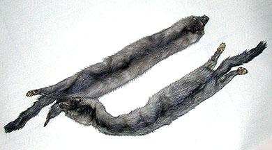 Primera imagen del registro Estola (accesorio para el cuello)
