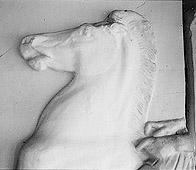 Primera imagen del registro Cabeza de caballo