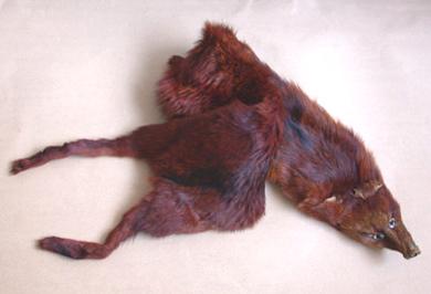 Primera imagen del registro Estola (accesorio para el cuello)