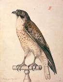 Primera imagen del registro Ave Chilena (Buteo Poecilogaster)