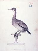 Primera imagen del registro Phalaceocorax (ave chilena)