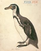 Primera imagen del registro Pinguino
