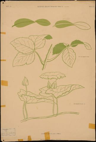 Primera imagen del registro Leaves in Outlines and in mass