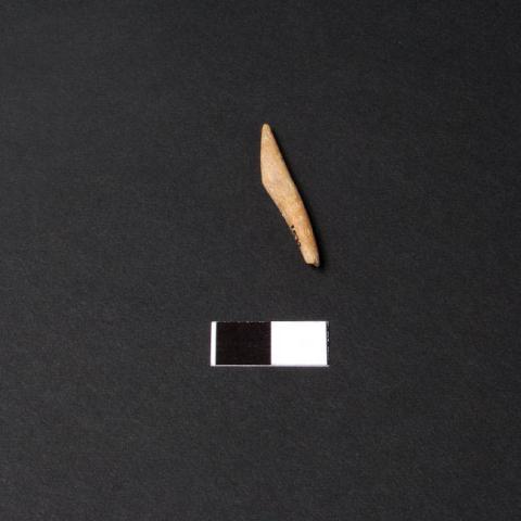 Primera imagen del registro Barba (componente)