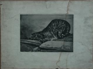 Primera imagen del registro Tigre Y Delfin
