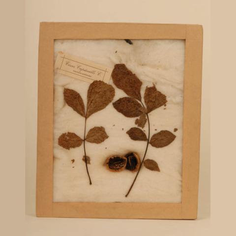 Primera imagen del registro Muestra botánica