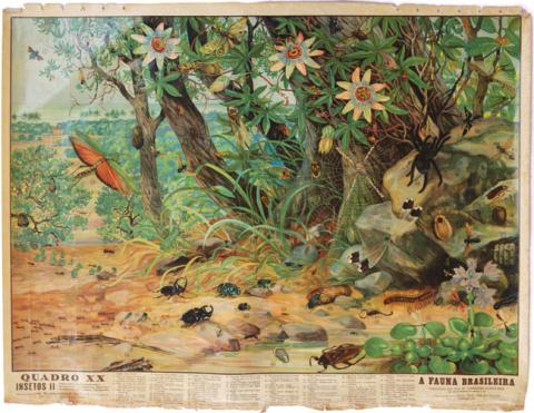 Primera imagen del registro A fauna brasileira, quadro XX, insectos