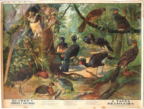Primera imagen del registro A Fauna Brasileira, Quadro V, Corujas e Gallinas