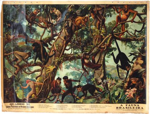 Primera imagen del registro A Fauna Brasileira, Quadro XI, Simios Platyrhinos ou Macacos Americanos