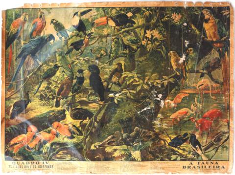 Primera imagen del registro A Fauna Brasileira, Quadro IV, As Lindas Aves do Amazonas