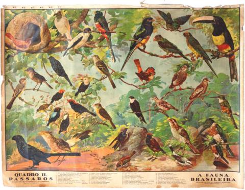 Primera imagen del registro A Fauna Brasileira, Quadro II, Passaros
