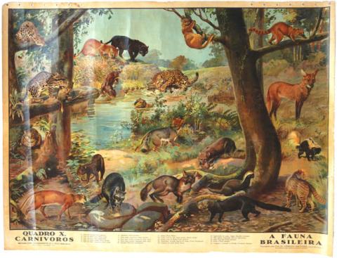 Primera imagen del registro A Fauna Brasileira, Quadro X, Carnivoros