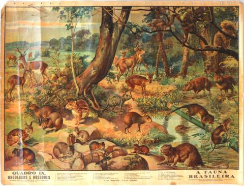 Primera imagen del registro A fauna brazileira quadro IX, ungulados e roedores