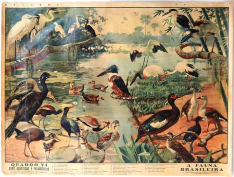 Primera imagen del registro A fauna brasileira, quadro VI, aves acuaticas paludiculas