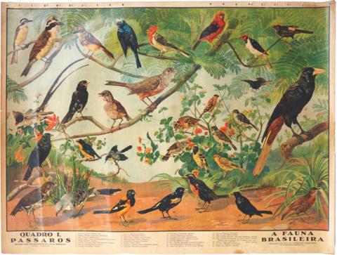 Primera imagen del registro A fauna brasileira, quadro I, passaros