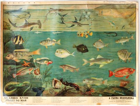 Primera imagen del registro A fauna brasileira, quadro XVIII, peices do mar