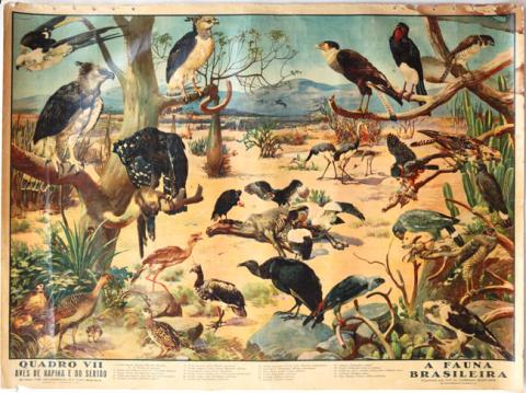 Primera imagen del registro A fauna brasileira. quadro VII, aves de rapina e do sertao