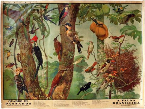 Primera imagen del registro A fauna brasileira, quadro III, passaros