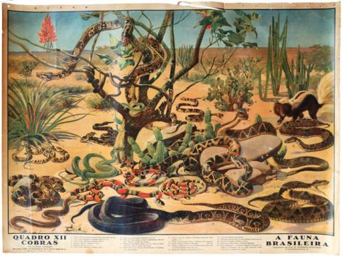Primera imagen del registro A Fauna Brasileira, Quadro XII, Cobras
