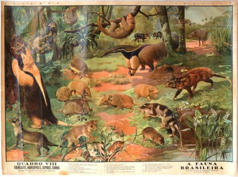 Primera imagen del registro A Fauna Brasileira, Quadro VIII, Edentados, Marsupiaes, Tapirus, Suinos