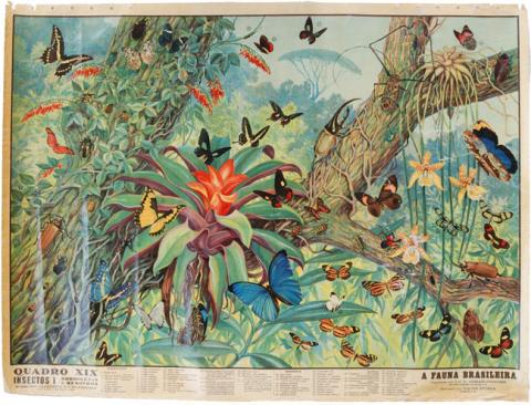 Primera imagen del registro A Fauna Brasileira, Quadro XIX, Insectos I