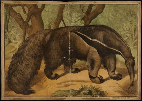 Primera imagen del registro Oso hormiguero