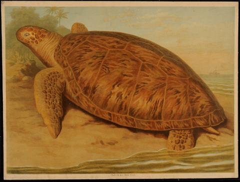 Primera imagen del registro Chelonia Maculosa (Cur)