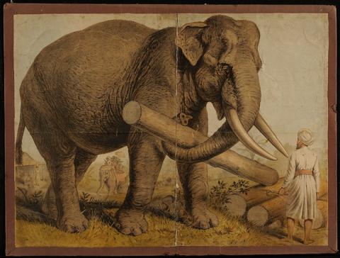 Primera imagen del registro Elephas indicus