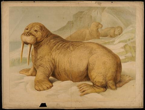 Primera imagen del registro Trichechus Rusinarus