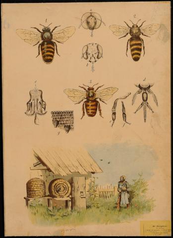 Primera imagen del registro Abejas