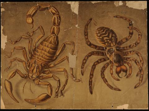 Primera imagen del registro Escorpión y tarántula