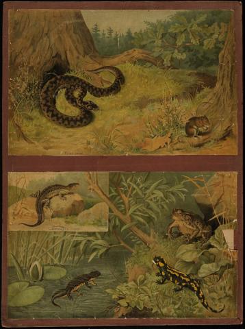 Primera imagen del registro Reptiles y anfibios