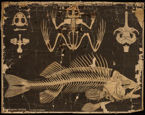 Primera imagen del registro Planches Murals d' histoire Naturelle