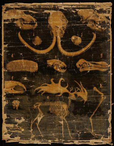 Primera imagen del registro Planches Murales d' histoire Naturalle