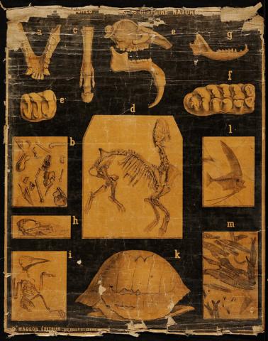 Primera imagen del registro Planches Murales d' histoire Naturalle
