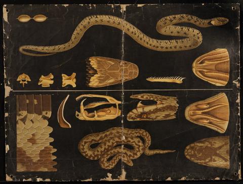 Primera imagen del registro Anatomía de una serpiente