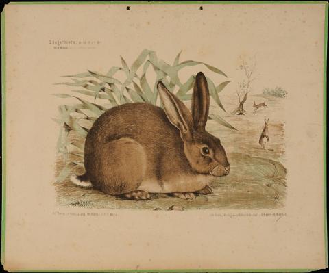 Primera imagen del registro Der Hase Lepus Timidus