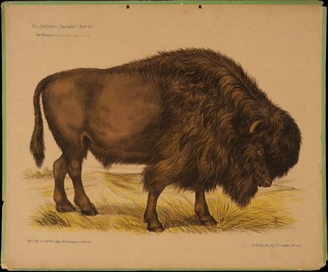 Primera imagen del registro Der Bison (bonassus americanus)