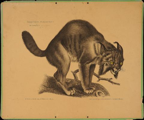 Primera imagen del registro Der europ. Fuchs (Lynx vulg)