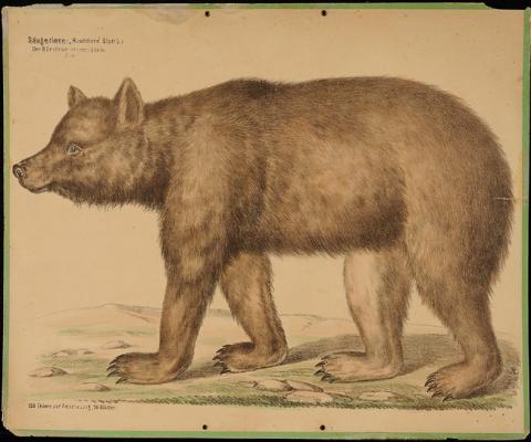 Primera imagen del registro Der Bär (ursus arctos)