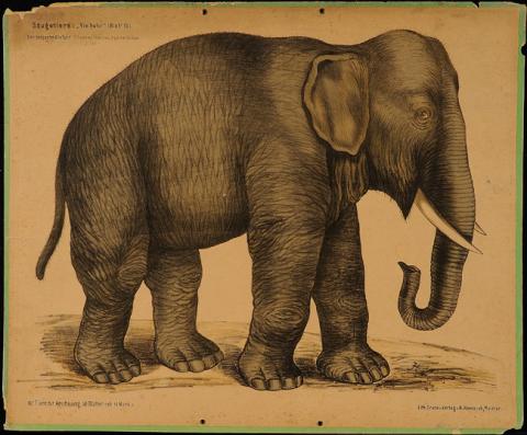 Primera imagen del registro Der Indische Elefant (elephas indicus)
