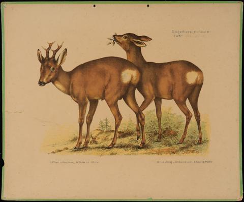 Primera imagen del registro Das Reh (Capreolus vulgaria)