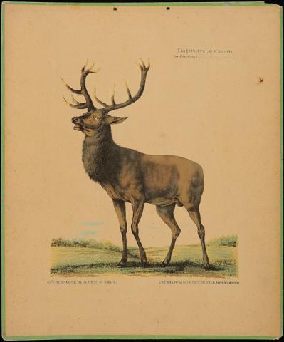 Primera imagen del registro Der Edelhirsch (Ciervus elapus)
