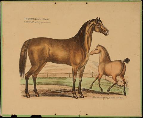 Primera imagen del registro Das Leichte Pferd (Equus Velox)