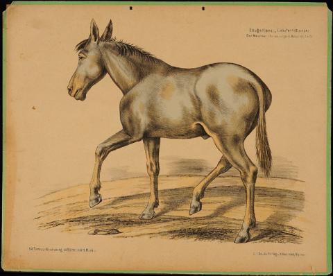 Primera imagen del registro Das MAultier (Asinus vulgaris mulus)