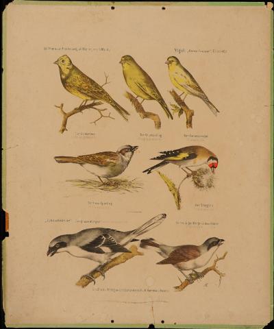 Primera imagen del registro Der Canarie-Vogel