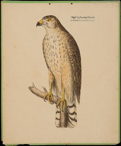 Primera imagen del registro Der Habich (Astur Palumbarius)