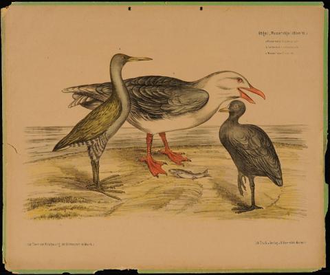 Primera imagen del registro Wasserpralle/Lachmove/Wasserhuhn